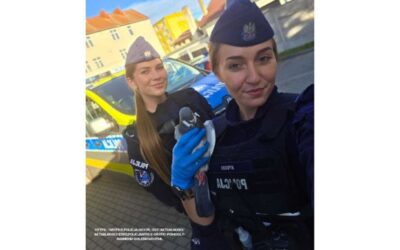Policja ratuje gołębia w potrzebie